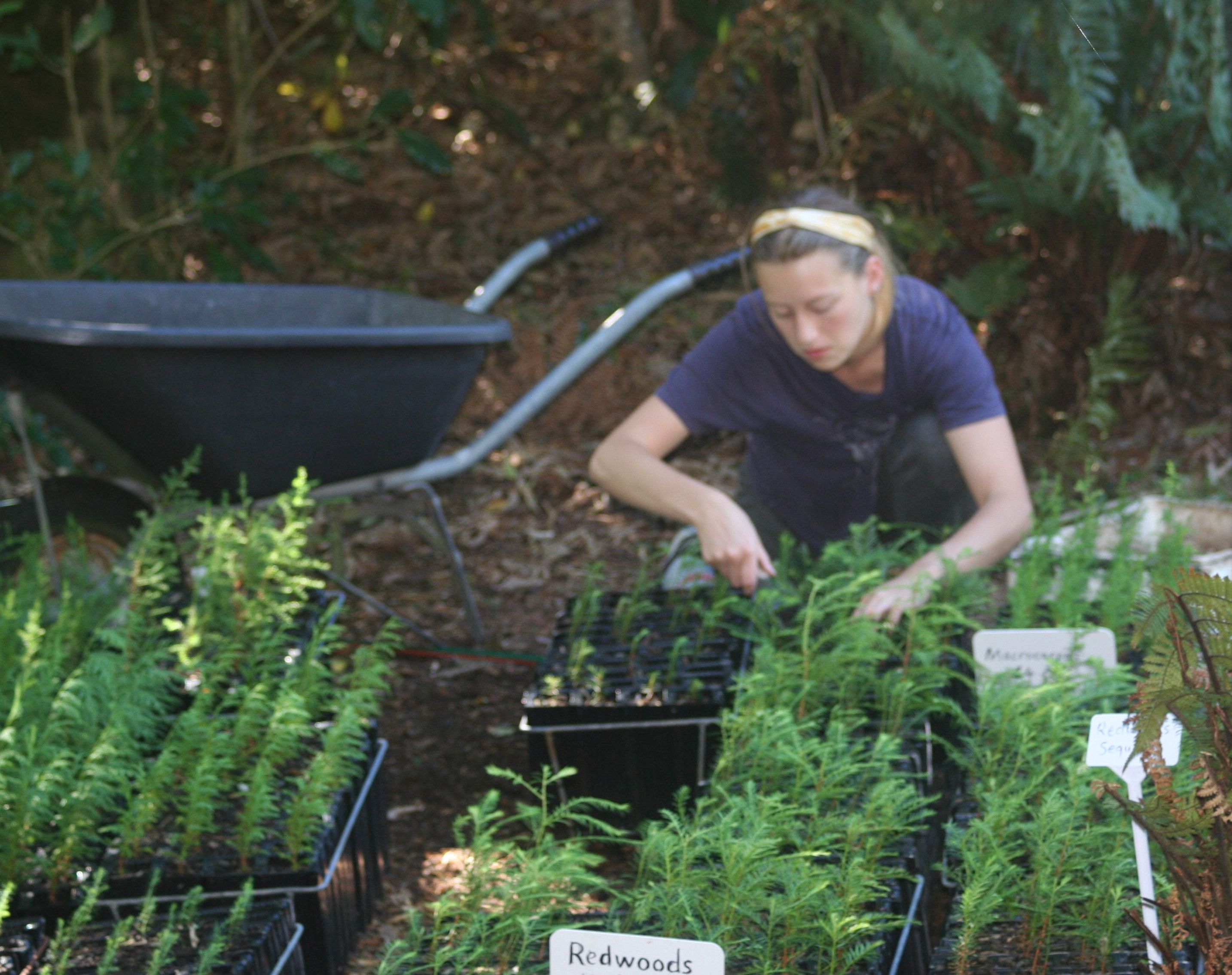 Carmina weeding tiny trees
