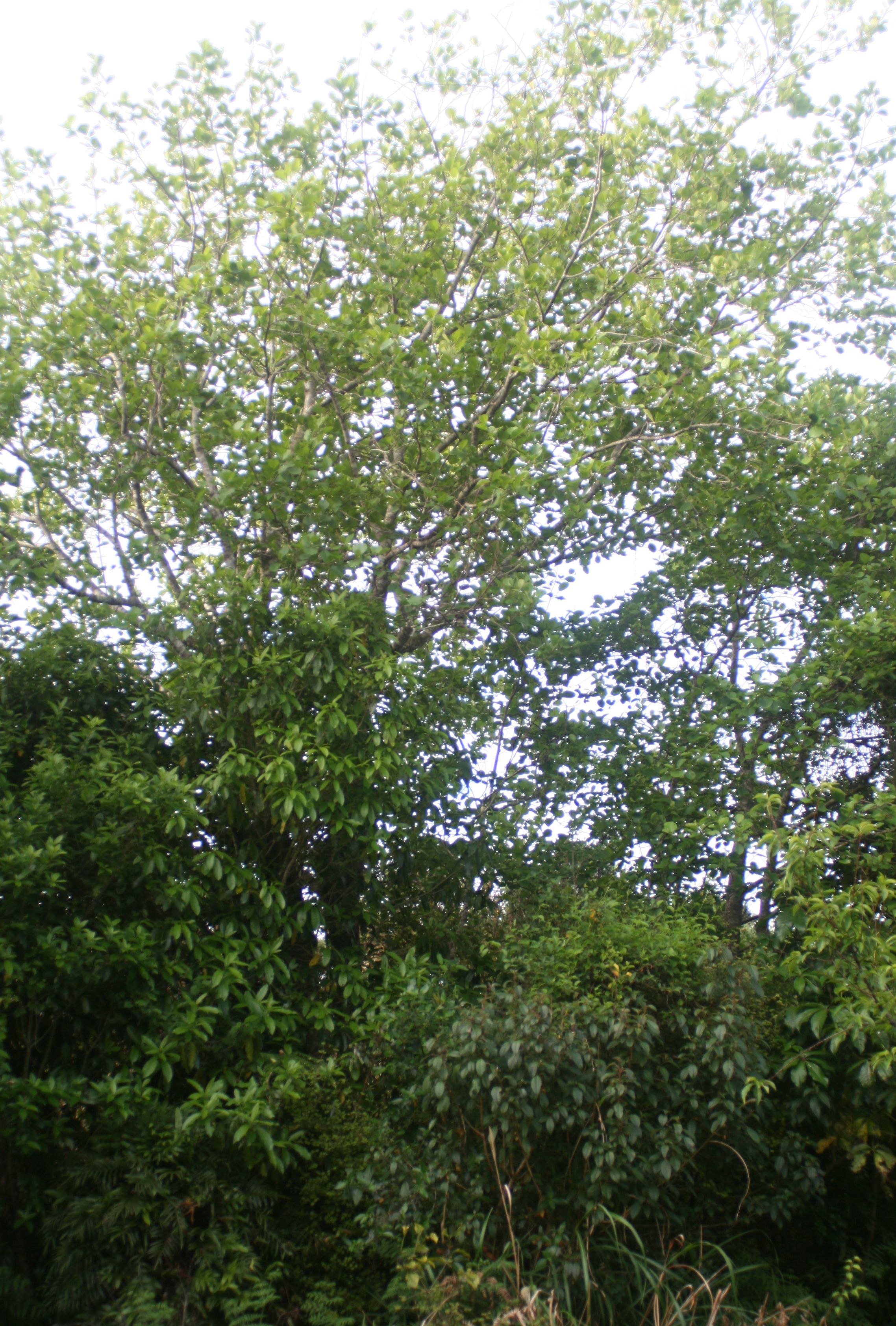 Tree Adler Red Alder Shelterbelt